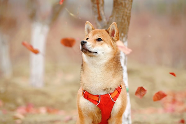 コムギ — 柴犬
